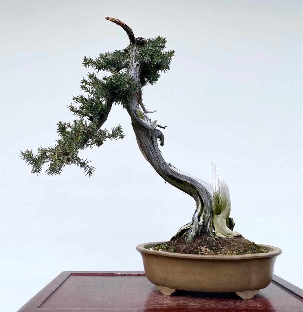 白木盆栽園　山採り　杜松　樹高56センチ　盆栽黒松赤松五葉松真柏雑木観葉植物