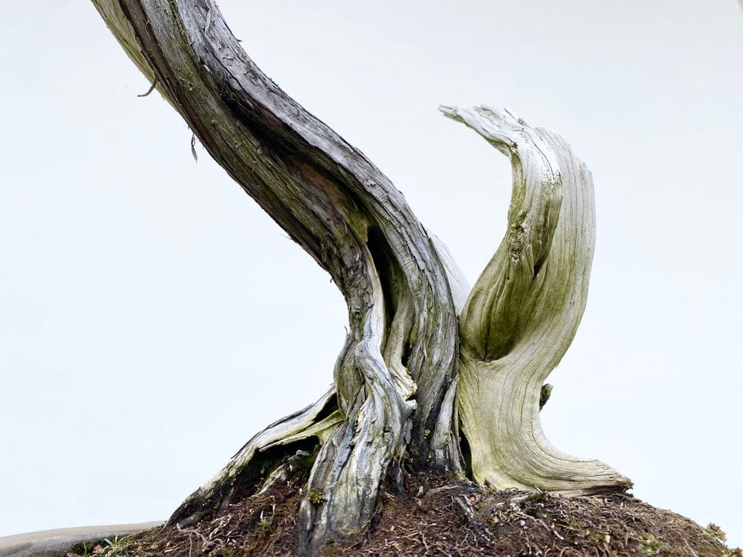 白木盆栽園　山採り　杜松　樹高56センチ　盆栽黒松赤松五葉松真柏雑木観葉植物