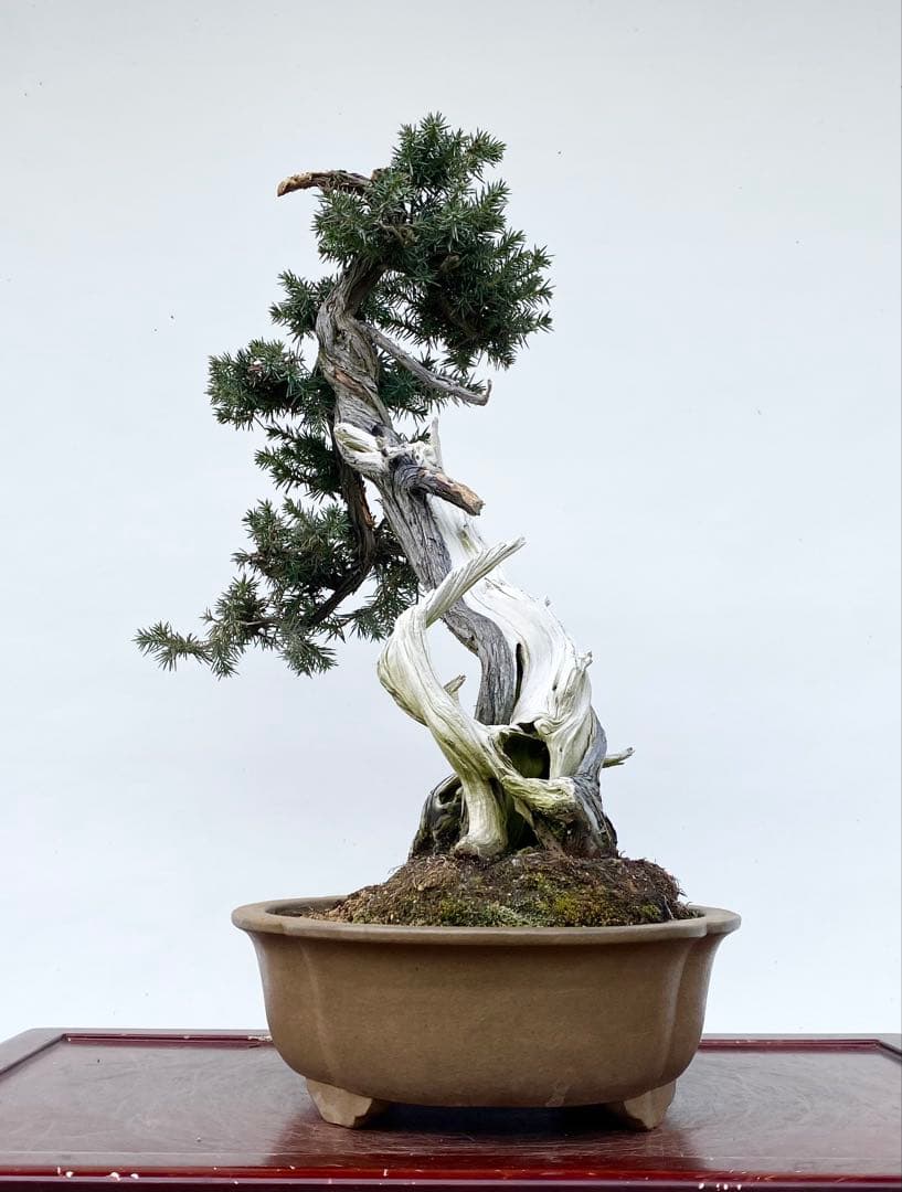 白木盆栽園　山採り　杜松　樹高56センチ　盆栽黒松赤松五葉松真柏雑木観葉植物