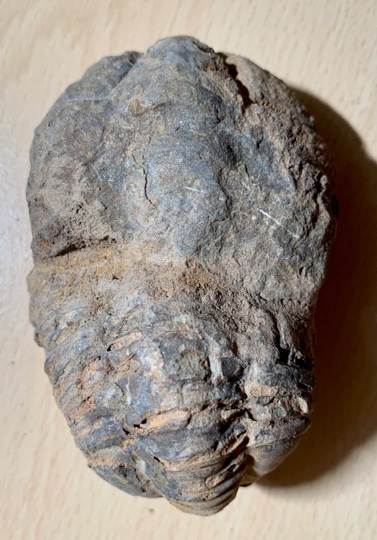 【希少】三葉虫の化石　大型（約8.5cm）