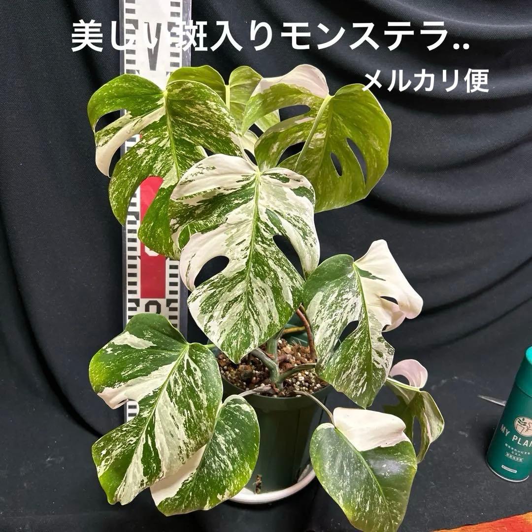 美しい斑入りモンステラボルシギアナホワイトタイガー鉢植えまま発送‼️