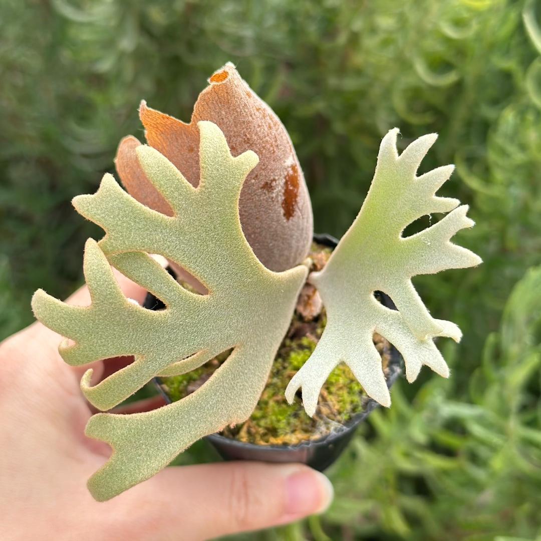 P. willinckii ’Jenny’ TC 2149