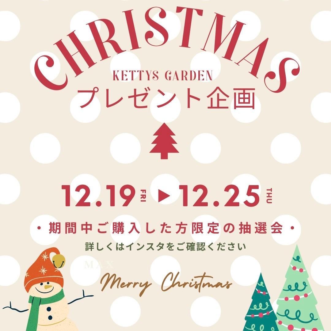 P. willinckii ’Jenny’ TC 2149