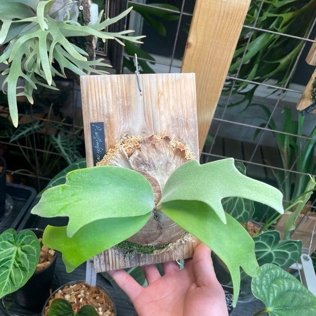 ビカクシダ P.willinckii cv.Athip#3 pup