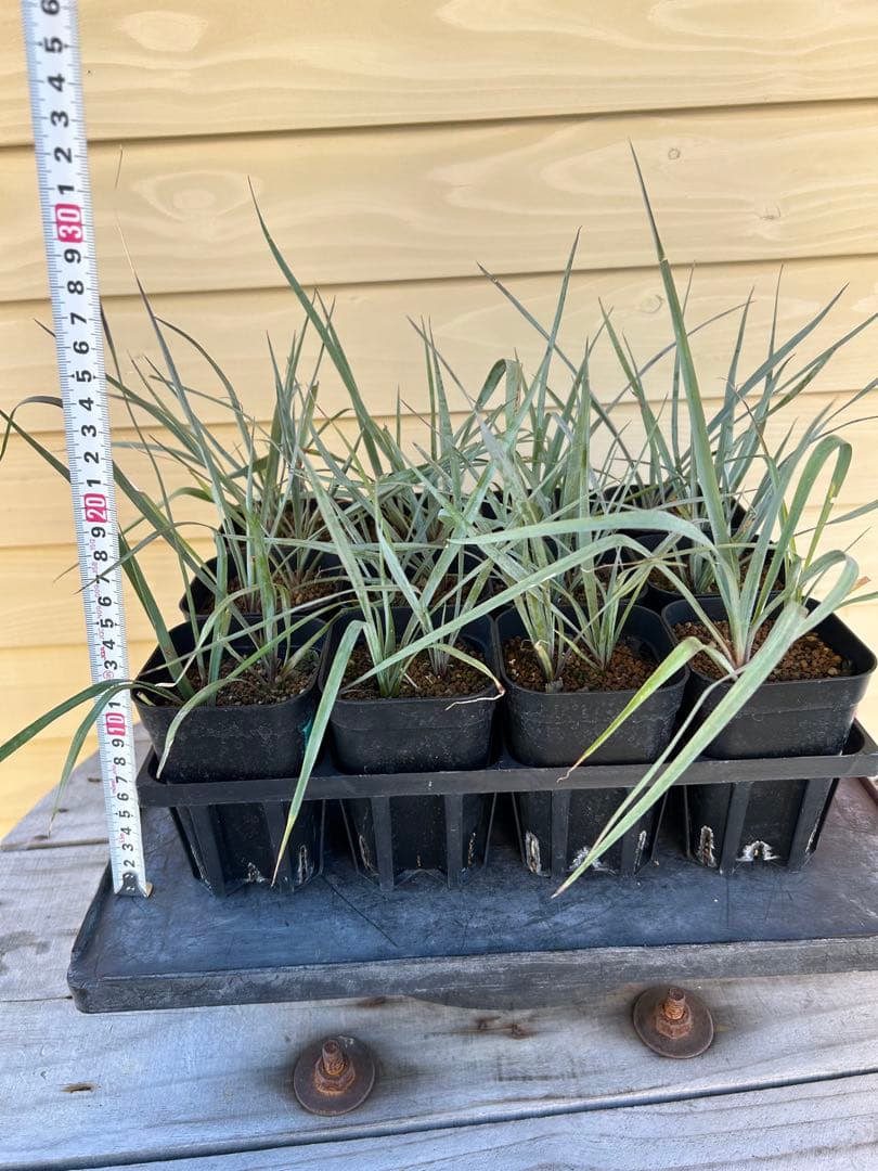 ユッカロストラータ　24株 現品鉢植え発送