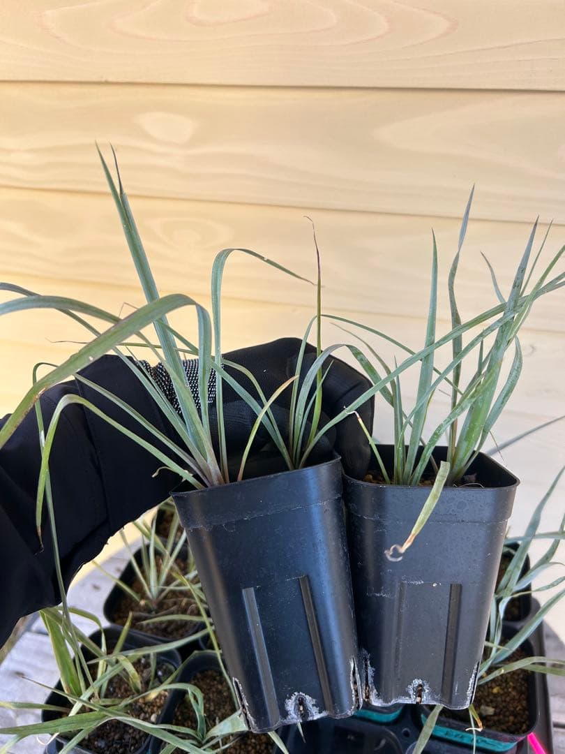 ユッカロストラータ　24株 現品鉢植え発送