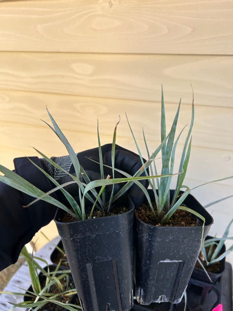 ユッカロストラータ　24株 現品鉢植え発送