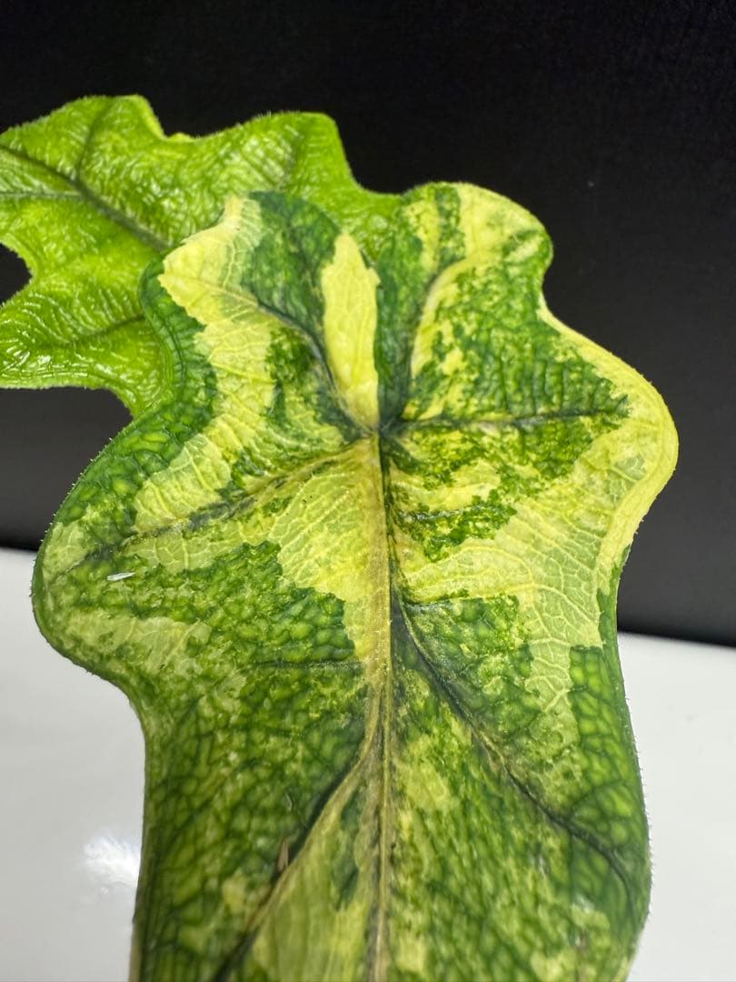 アロカシア　ジャックリン 斑入り