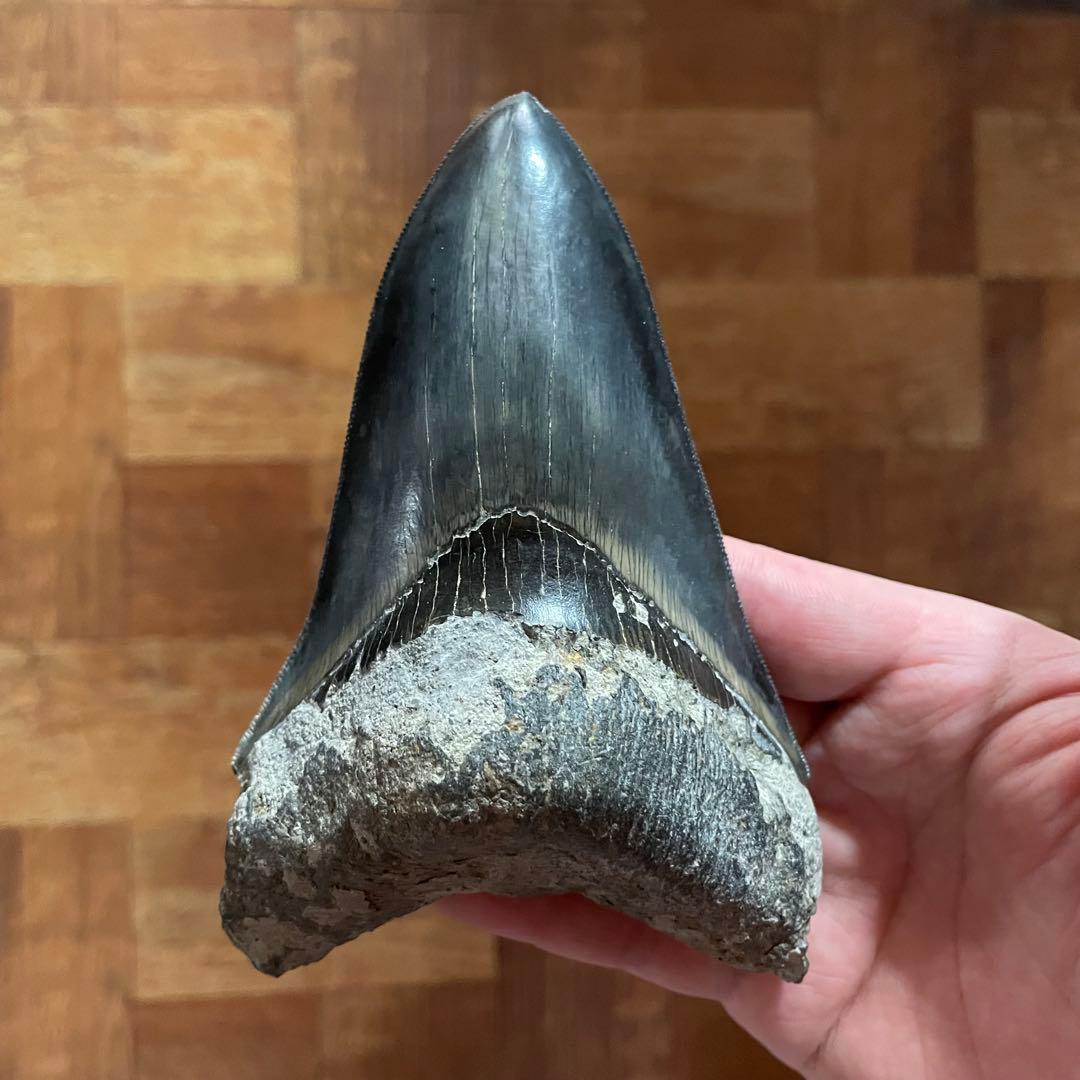 メガロドンの歯 化石 ジェムグレード 超希少カラー パワーストーン 鉱物 宝石