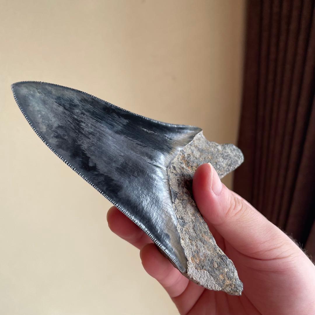 メガロドンの歯 化石 ジェムグレード 超希少カラー パワーストーン 鉱物 宝石