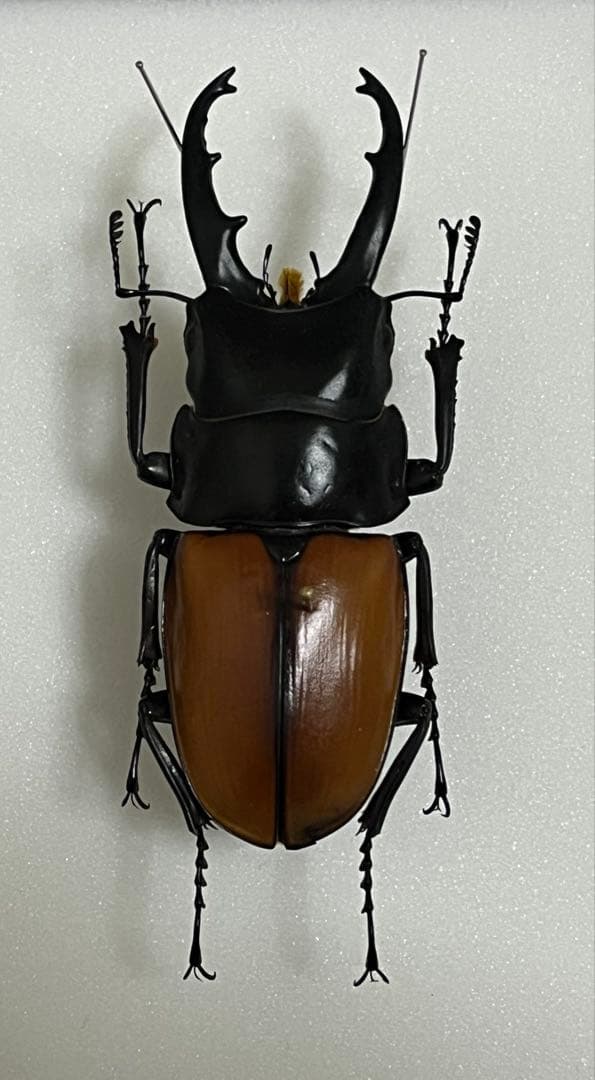 ラフェルトノコギリクワガタ　野外品　標本