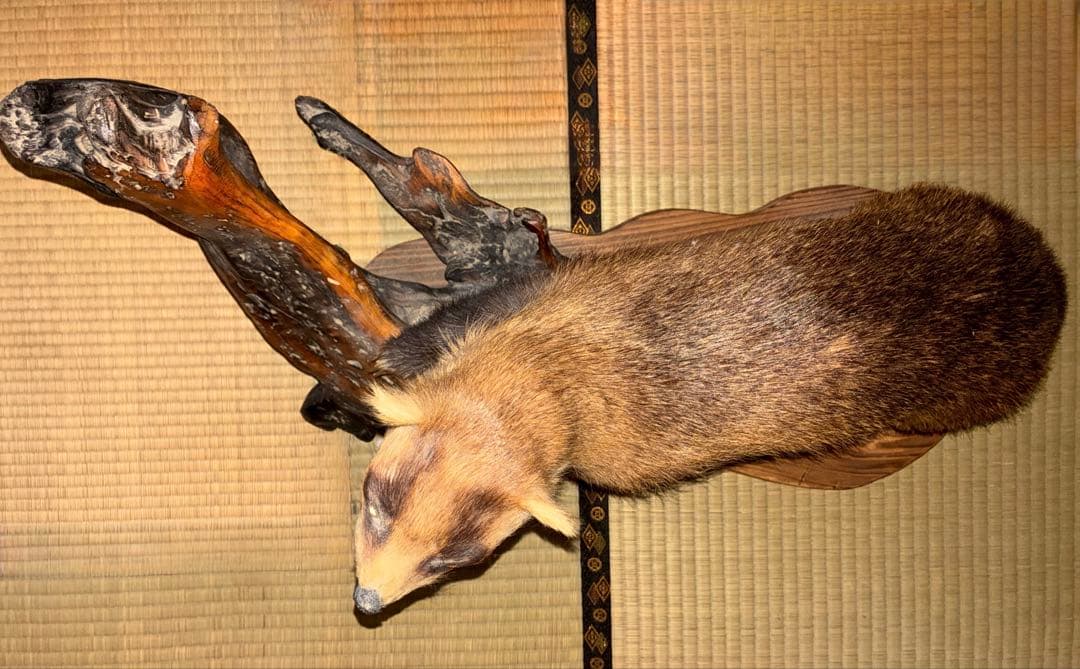 【アナグマ】穴熊の剥製