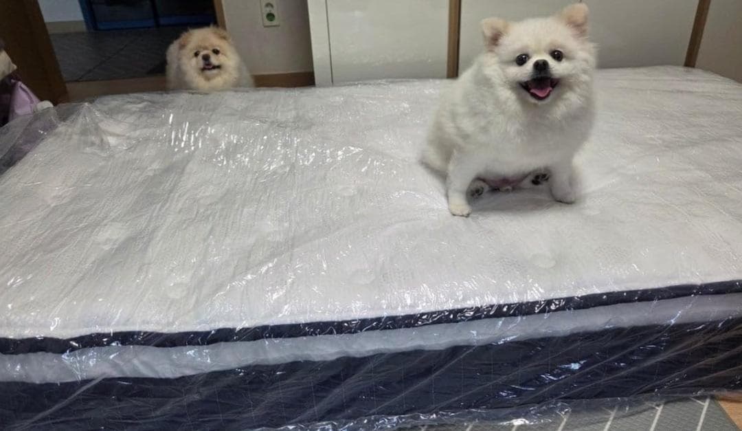 送料込 マットレス ポケットコイル 厚さ25cm 高反発 360N セミダブル