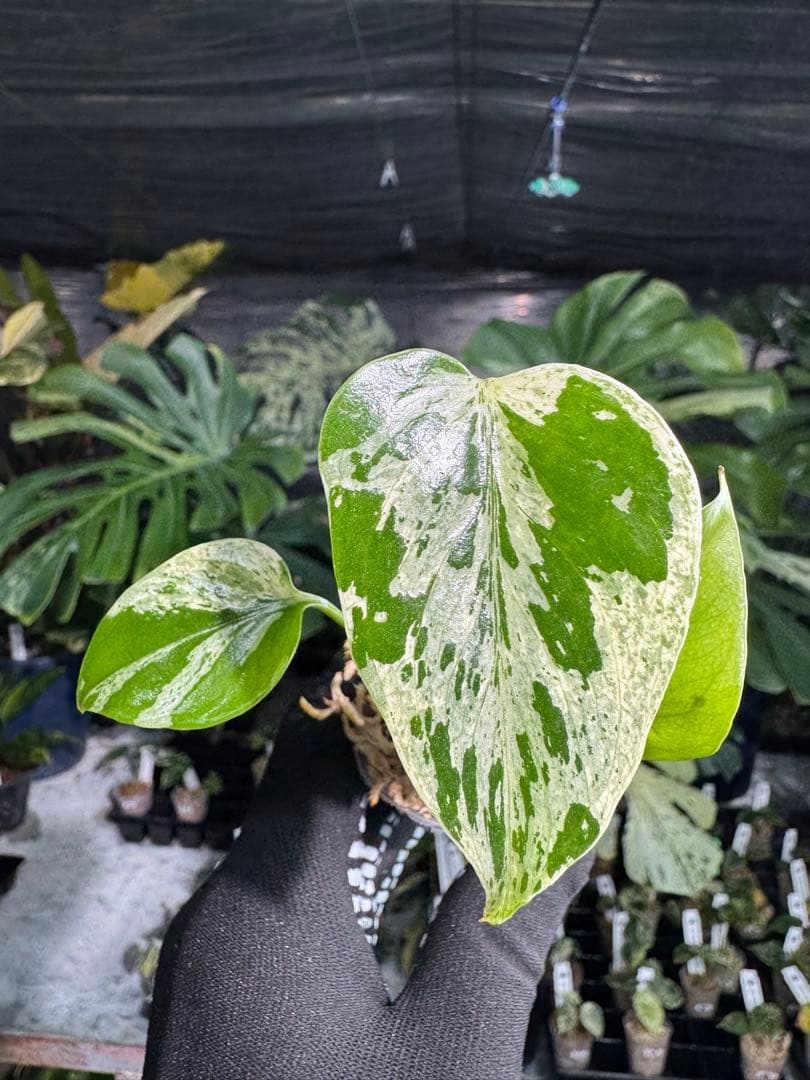 3モンステラ　デリシオーサ　ベトシオーサ　2寸ポリポット　ネコポス発送