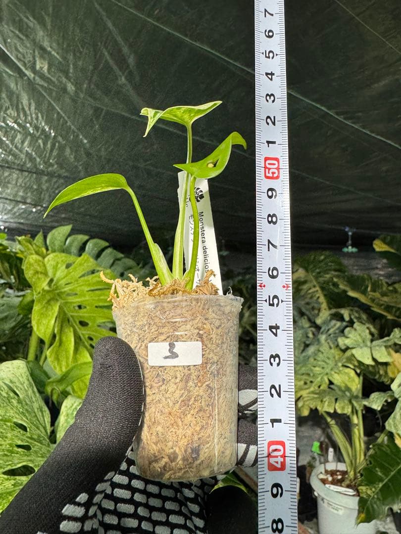 3モンステラ　デリシオーサ　ベトシオーサ　2寸ポリポット　ネコポス発送