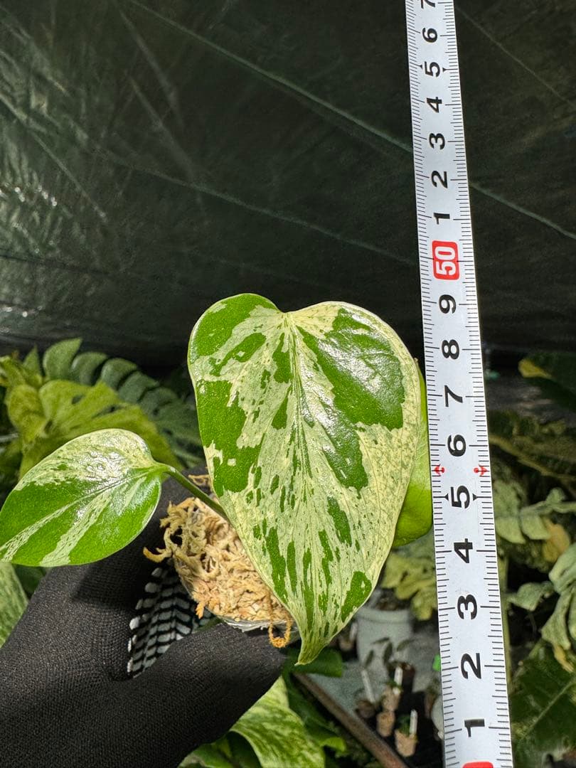 3モンステラ　デリシオーサ　ベトシオーサ　2寸ポリポット　ネコポス発送