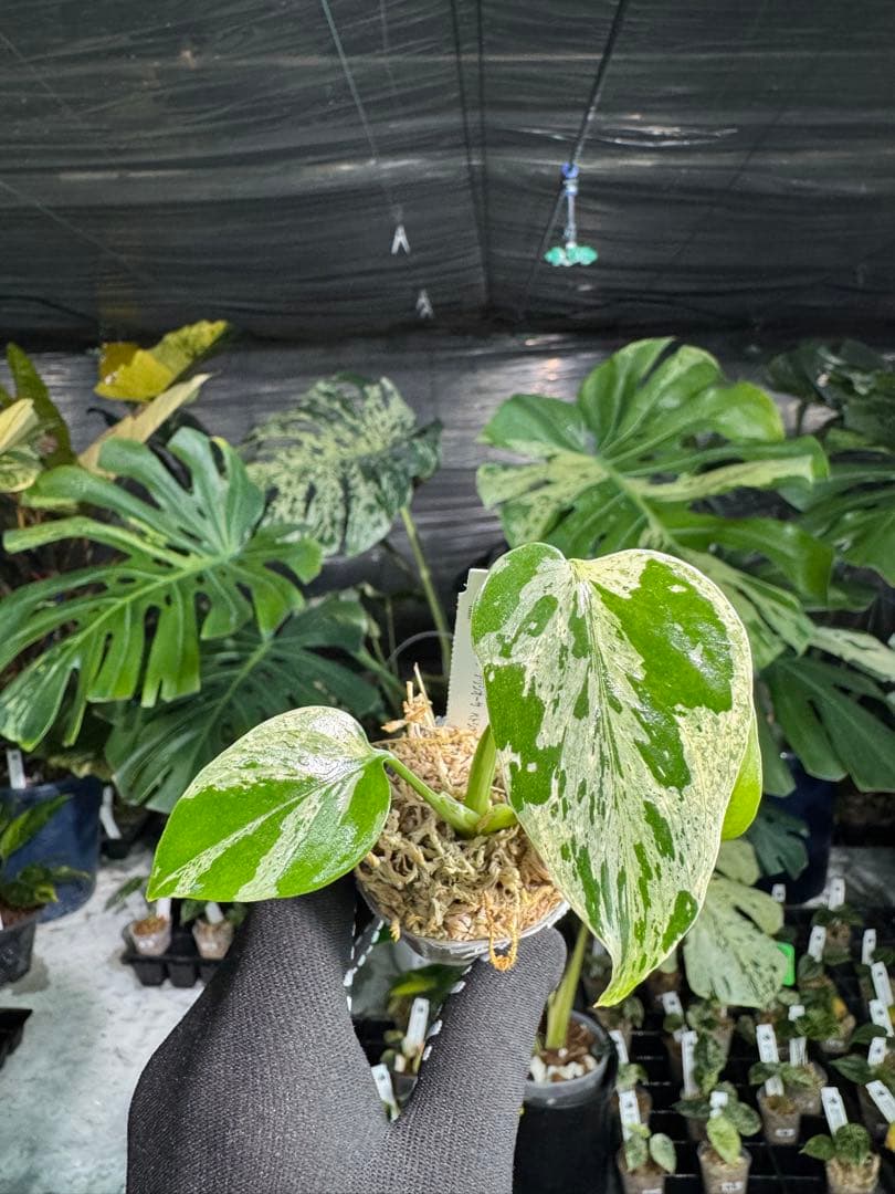 3モンステラ　デリシオーサ　ベトシオーサ　2寸ポリポット　ネコポス発送