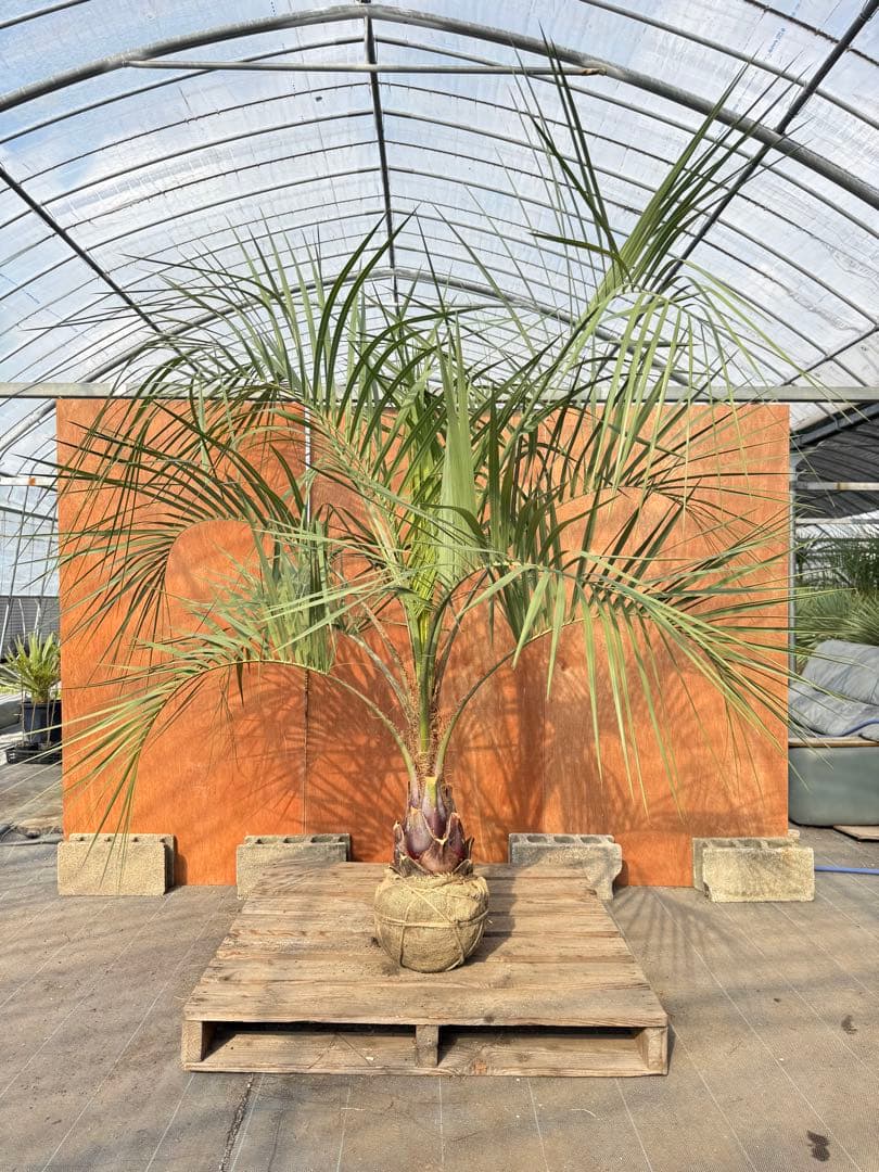 I*@様 ココスヤシシルバーリーフ【極太】葉先200cm幹回り70cm 幹高30