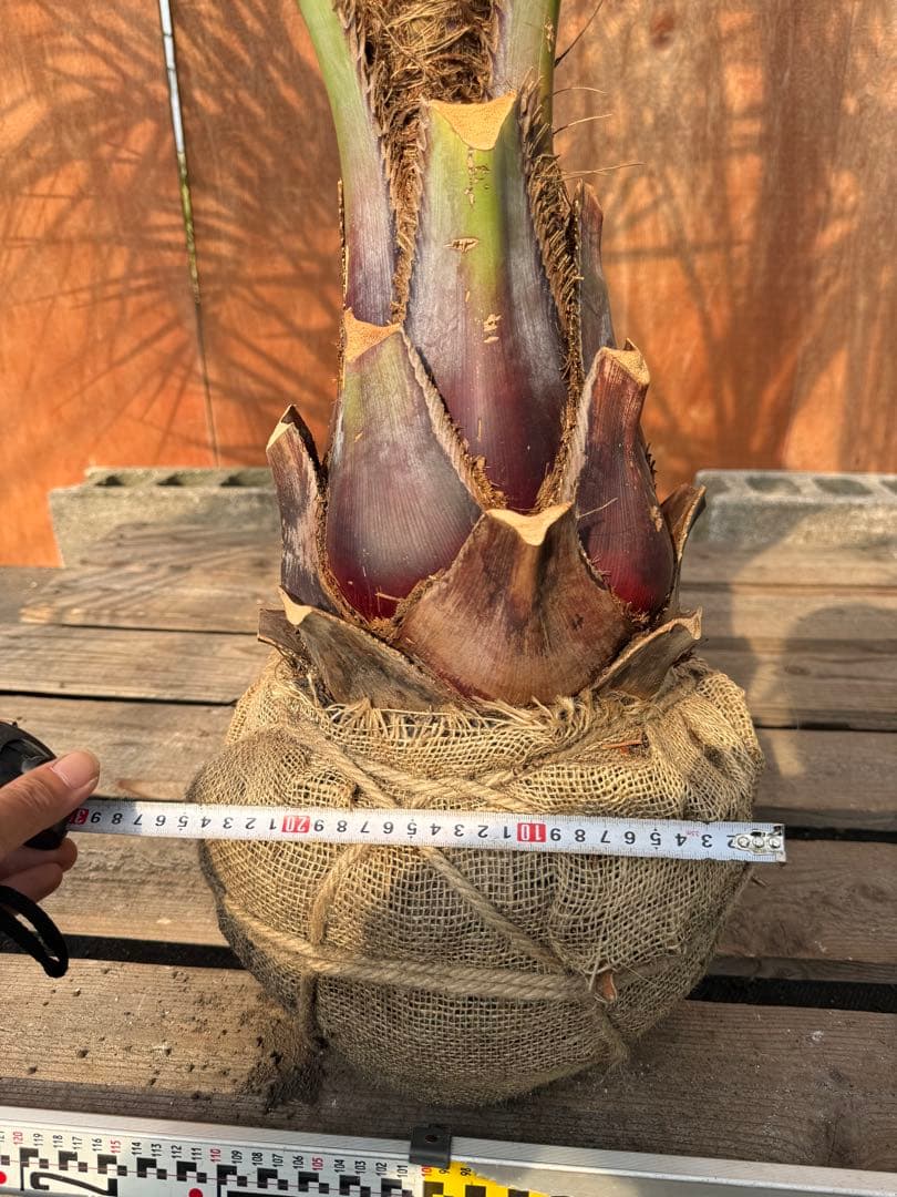 I*@様 ココスヤシシルバーリーフ【極太】葉先200cm幹回り70cm 幹高30