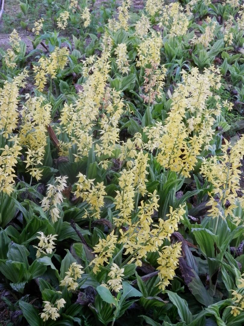 キエビネ（黄海老根）大株20芽以上