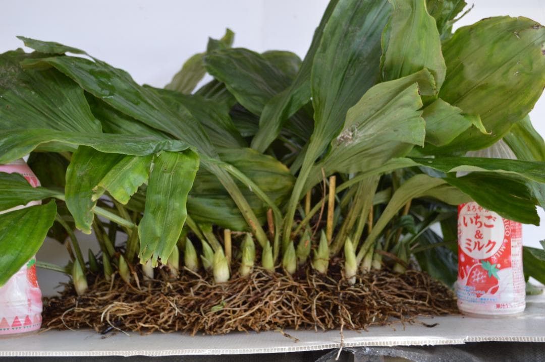 キエビネ（黄海老根）大株20芽以上