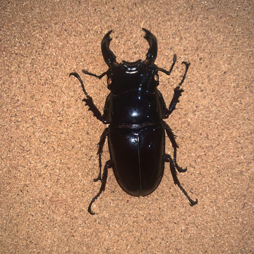 昆虫標本M.レギウス　オオツヤクワガタ雄75㍉野外品