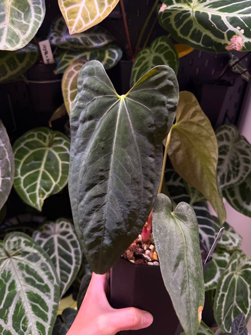 ハ*ん様 アンスリウム\"Kunayalense x papi NOID\" x R