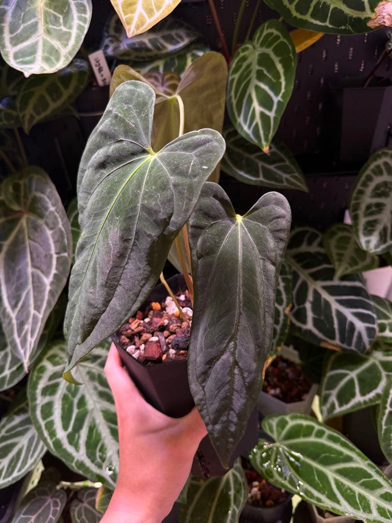 ハ*ん様 アンスリウム\"Kunayalense x papi NOID\" x R