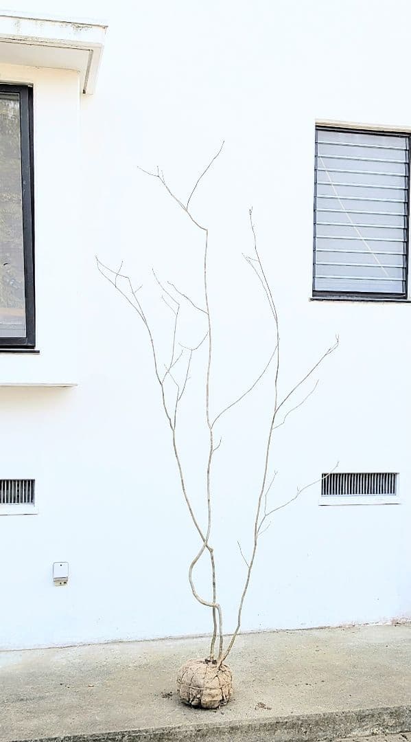 秀。山採りアオダモ。