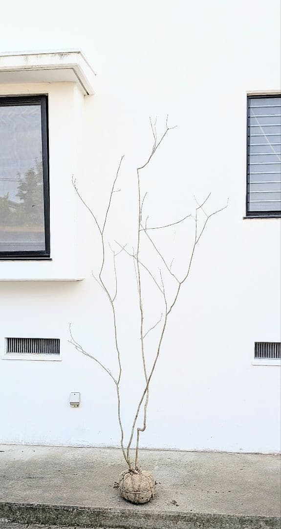 秀。山採りアオダモ。