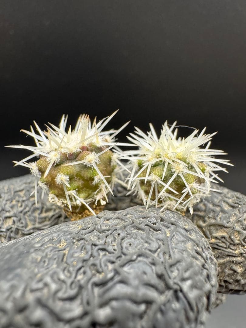 M19様 リクエスト 4点 まとめ商品