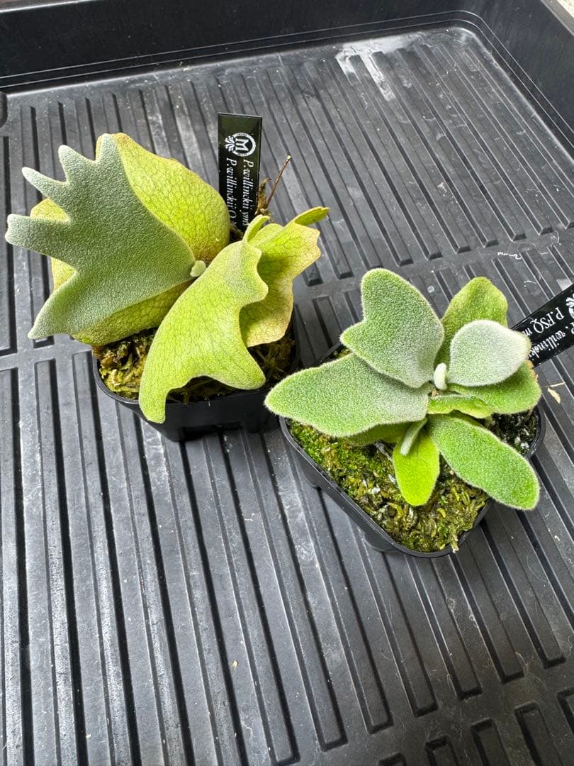 ビカクシダ　2種