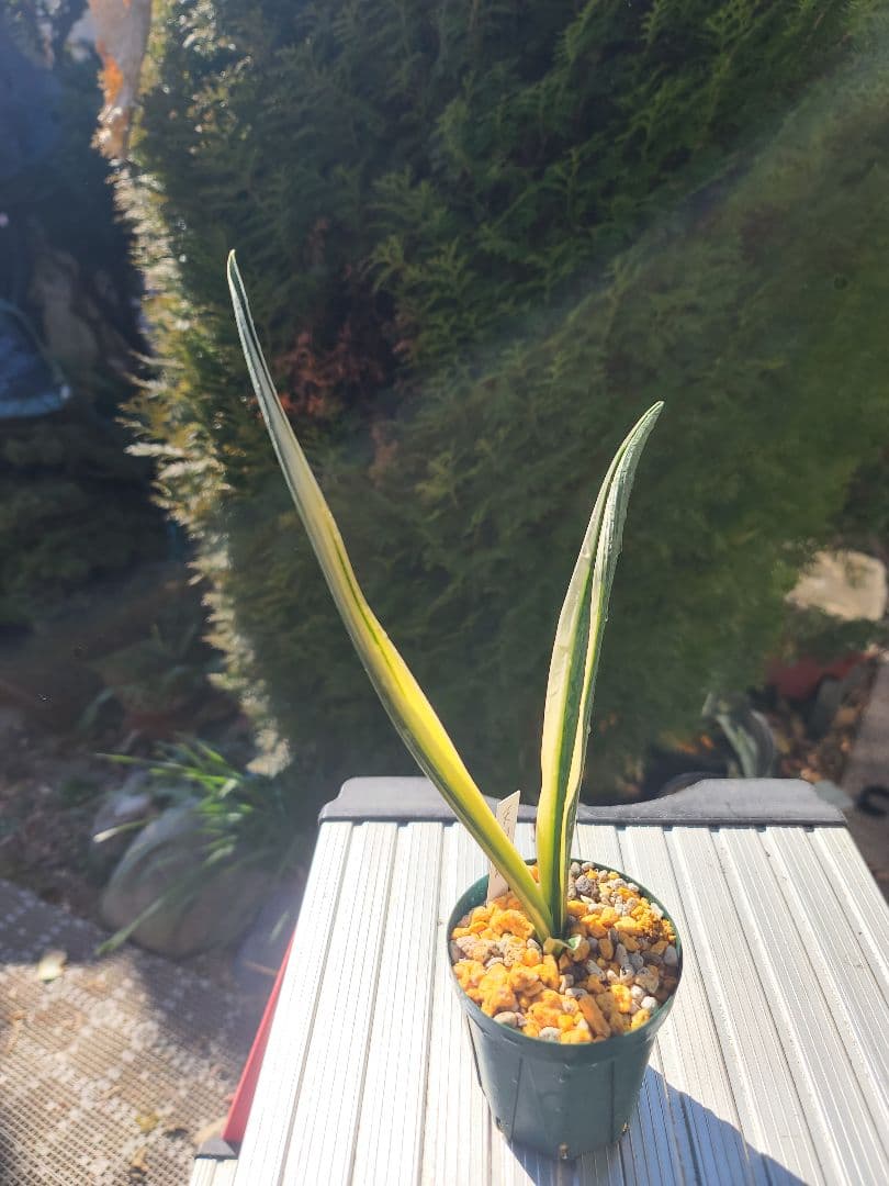 天朝鶴①　万年青