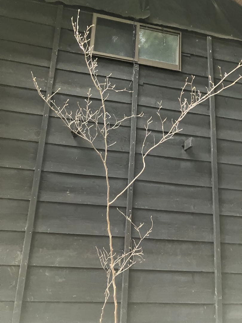 山採り　シャラノキ