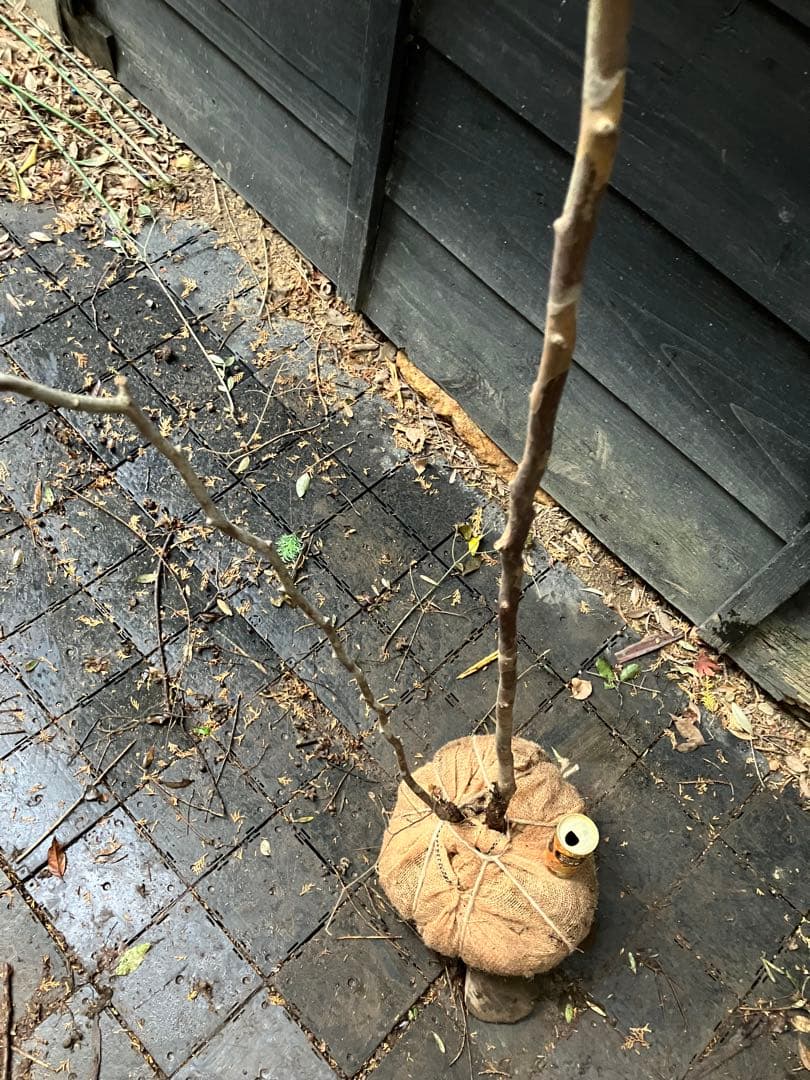 山採り　シャラノキ