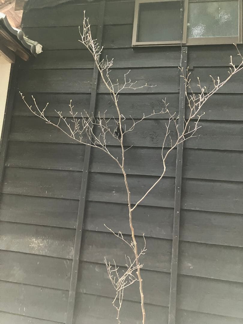 山採り　シャラノキ