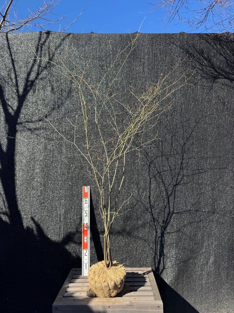 山採り　ヤマモミジ　株立ち　美幹　自然樹形　【品番3529】