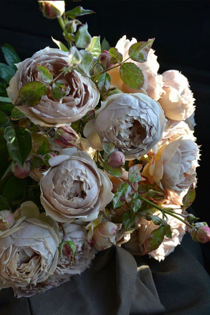 【冬季大苗】バラ苗 ルクソール 国産苗 6号鉢植え