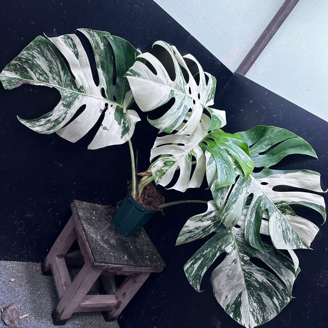 N*e様 斑入りモンステラ ホワイトタイガー極美大株58cm白斑多