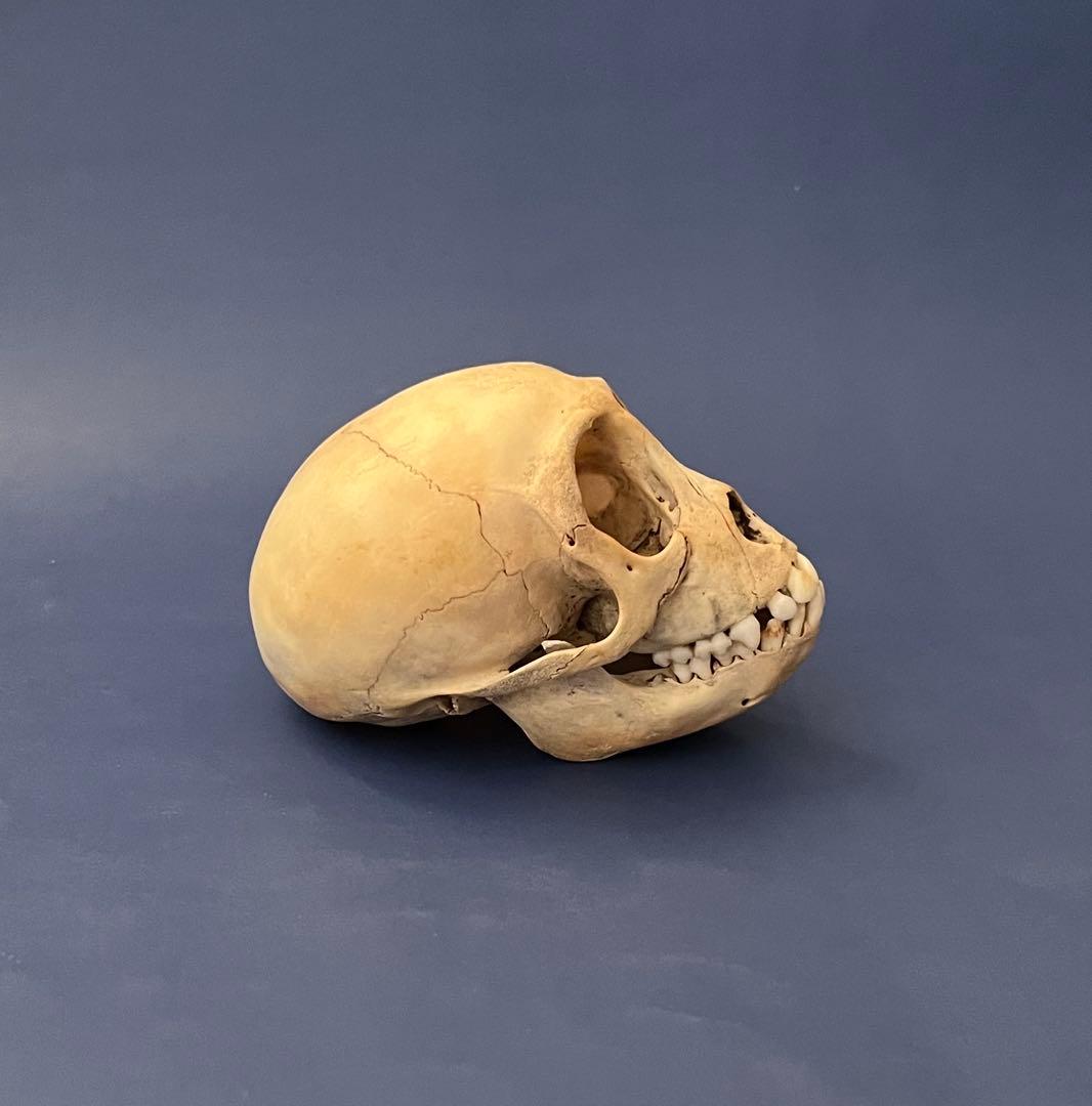 猿の頭蓋骨　骨格標本