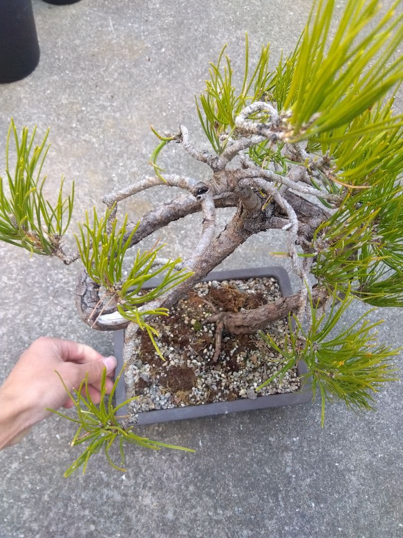 黒松　盆栽　螺旋状曲がり　７号陶器鉢つき　変わり樹形❗　か