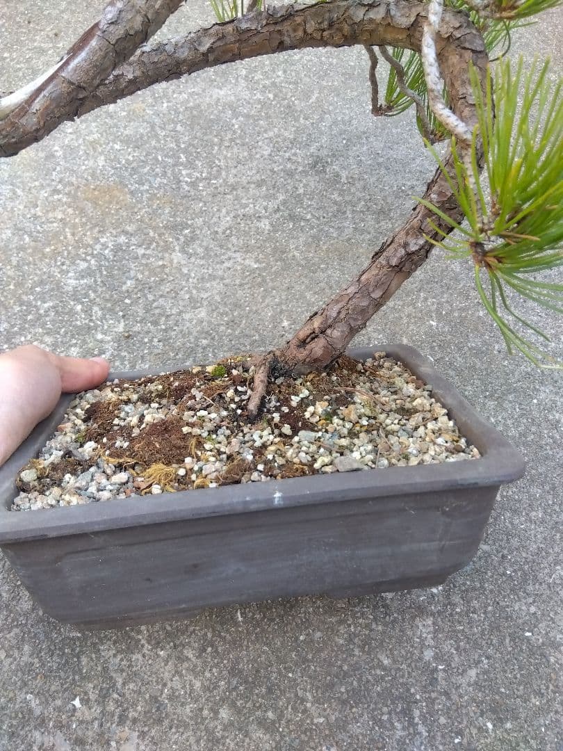 黒松　盆栽　螺旋状曲がり　７号陶器鉢つき　変わり樹形❗　か