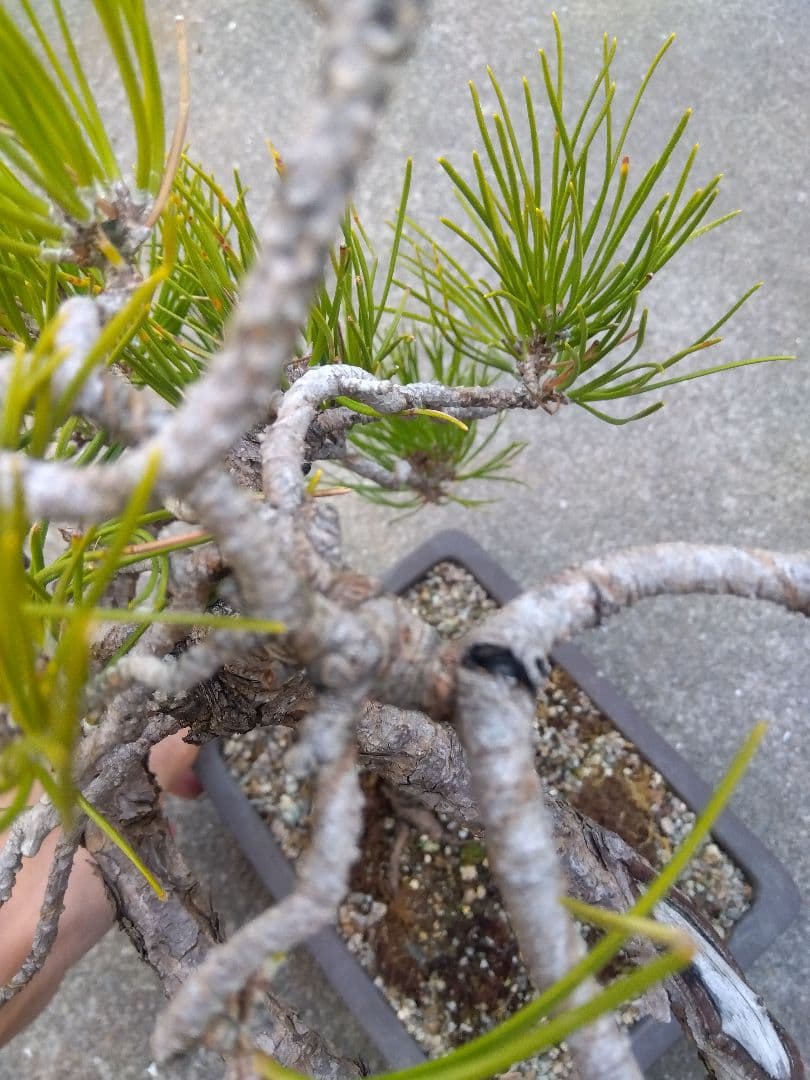 黒松　盆栽　螺旋状曲がり　７号陶器鉢つき　変わり樹形❗　か