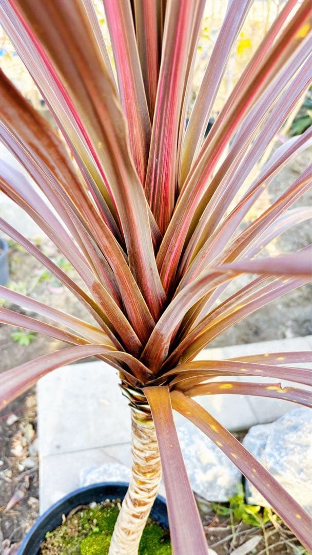 超大株！コルジリネ コーヒークラシック1.6M(鉢底から)品番B☆数量限定セール