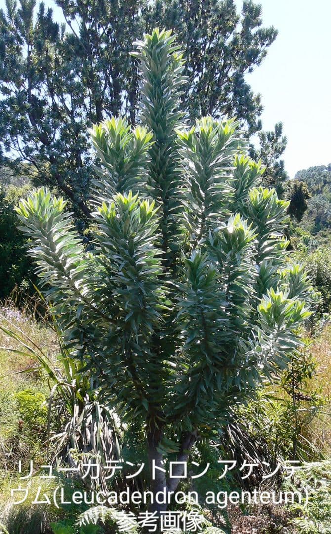 su_aqua　プロテア　スコリモセファラ、キングプロテアほか8種　計8本