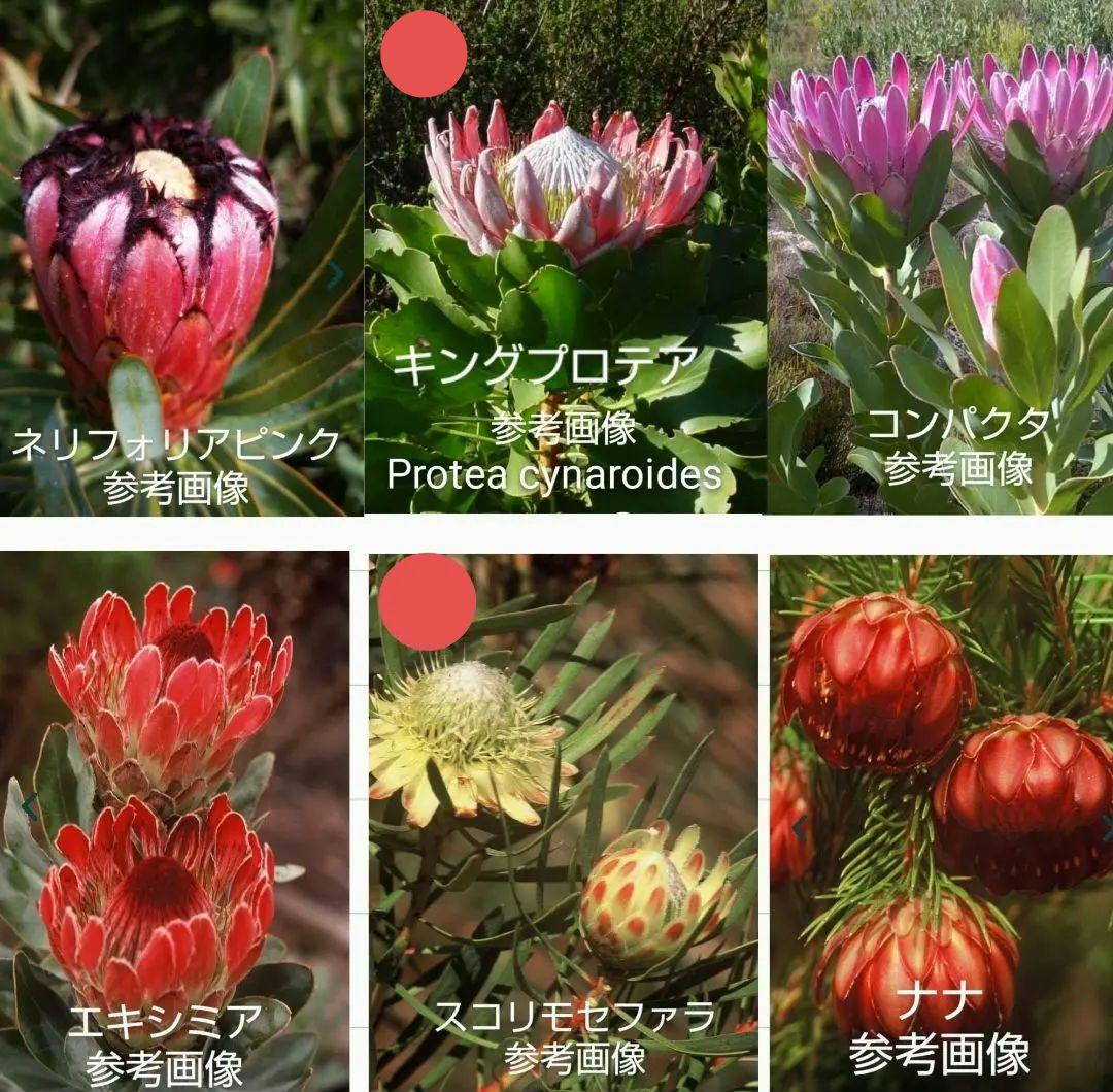 su_aqua　プロテア　スコリモセファラ、キングプロテアほか8種　計8本