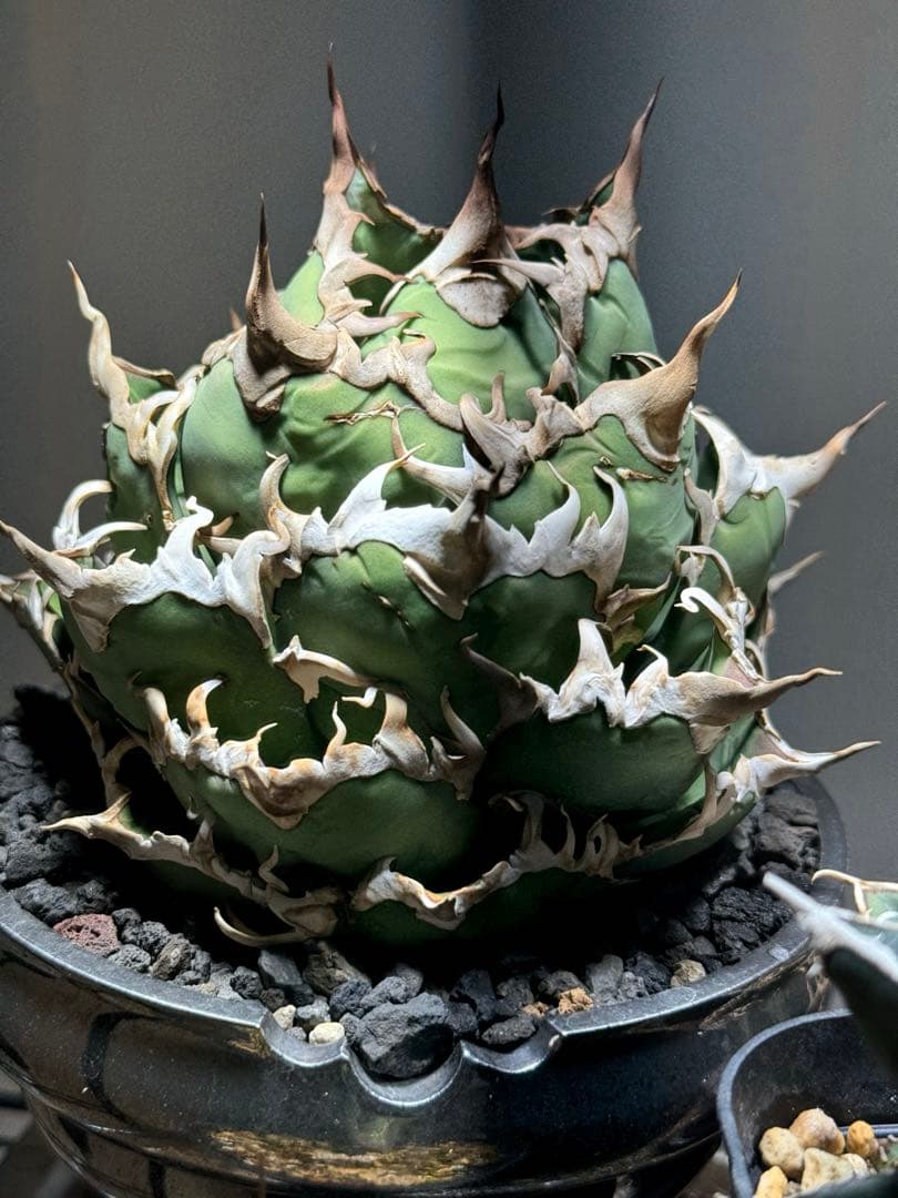 【限定割引中】アガベ　チタノタ　シーザー　lize産