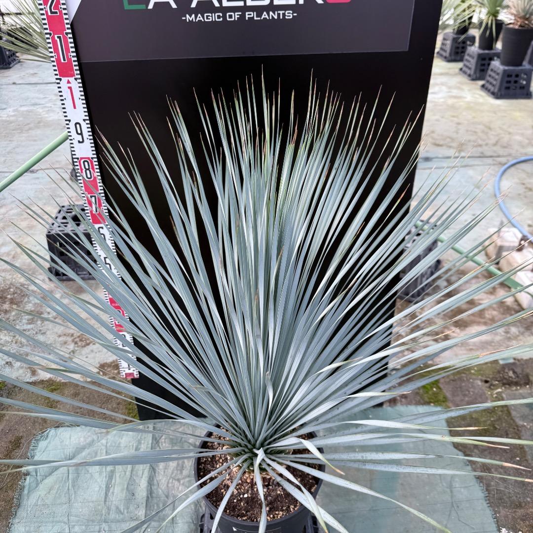 は*な様 【AL1151】ユッカ　ロストラータ　ランチョブルー　数量限定