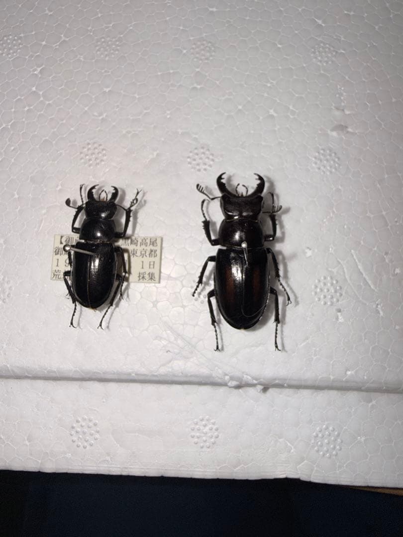 ミクラミヤマクワガタ【規制前採集個体】