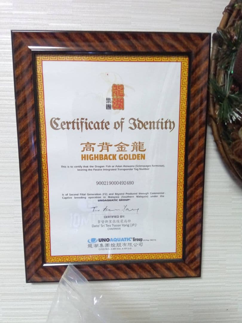 高背金龍 証明書